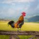 There Will Be Roosters: A Personal Story about Obsessing